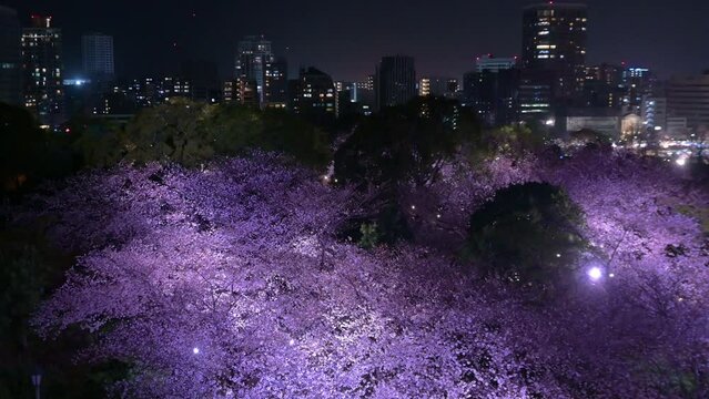 福岡城の天守台から望む夜景と夜桜