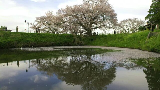 浅井の一本桜のタイムラプス