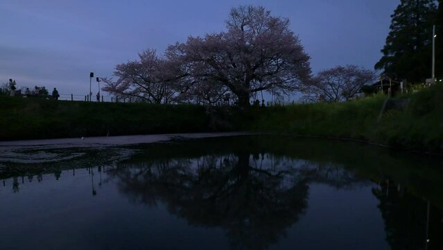 ライトアップされる浅井の一本桜