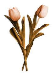 Fototapeta na wymiar Two golden tulip flowers isolated transparent background