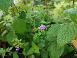 A vibrant plant with striking purple flowers that captivate the eye and add a touch of natural...