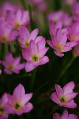 Pink flower known as rain lily or also called Zephyranthes rosea when it blooms