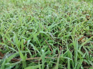 Wet green grass seen from above
