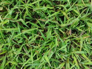 Wet green grass seen from above