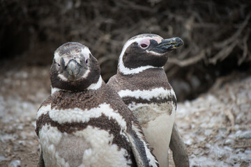 Naklejka premium Dos