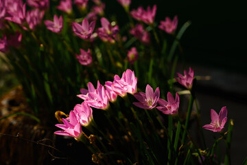 Pink flower known as rain lily or also called Zephyranthes rosea when it blooms