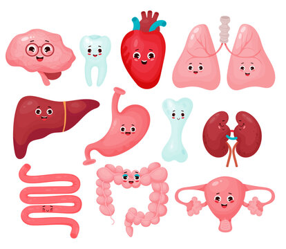 Collection cute human cartoon organs. Funny characters organs isolated on white background. Vector illustration. Anatomy concept.