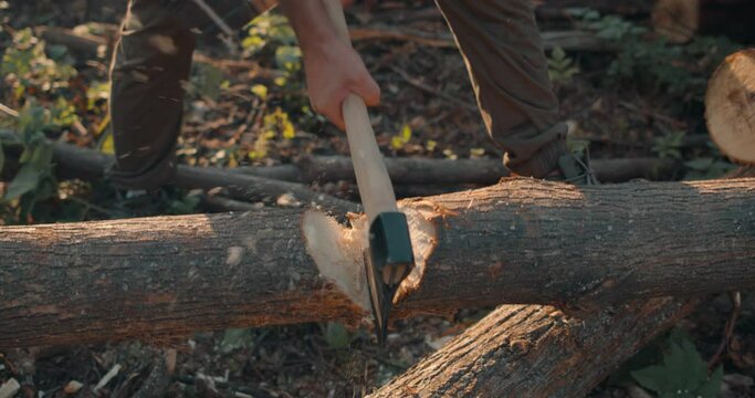 forester is limbing log along in the forest in summer evening closeup cropped slow motion. Cutting some firewood. Chopping wood. Lumbermans equipment. Forestry logging. Timber harvesting
