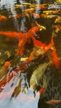 koi carp fish in the pool.Big of fish swimming on the surface of the water in pond. Fancy carp fish or Koi fish in the pond. Clear water see koi fish in the pond.