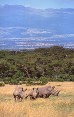 Fototapeta premium White Rhino in Kenya