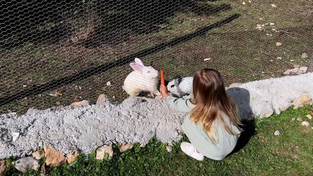 Little girl feeds carrots through a mesh fence to large white hares