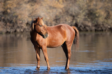 Red bay stallion wild horse during morning golden hour at the Salt River near Mesa Arizona United...