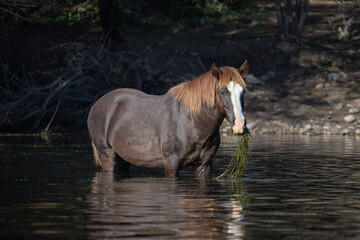 Dark brown chestnut bay wild horse stallion reflecting in the Salt River while feeding on eel grass...