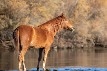 Sunlit Red bay stallion wild horse during morning golden hour at the Salt River near Mesa Arizona United States