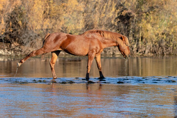 Red bay stallion wild horse stretching out during morning golden hour at the Salt River near Mesa...