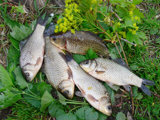 Several silver carp lying on the shore of the pond.