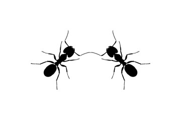 Pair of the Ant Silhouette for Art Illustration, Logo, Pictogram, Website, or Graphic Design Element. Vector Illustration