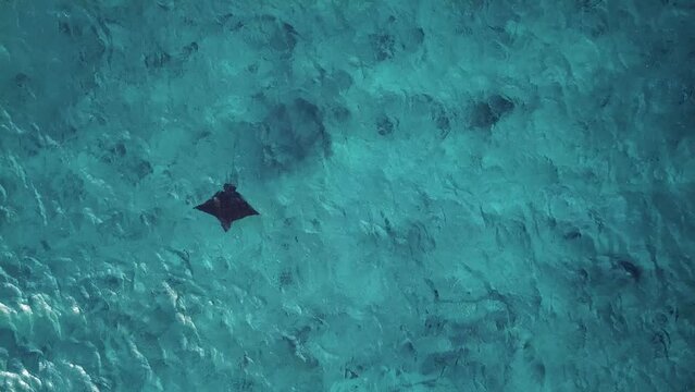 Sea Devils swimming in blue sea at Maldives