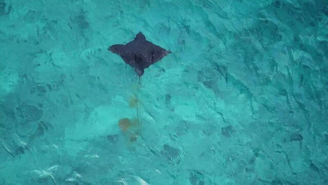 Sea Devils swimming in blue sea at Maldives