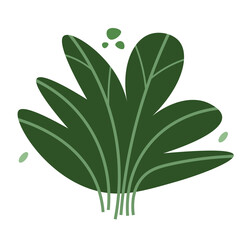 Tropical foliage plant bush on transparent background