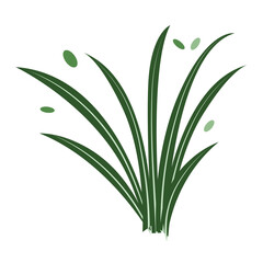 Tropical foliage plant bush on transparent background