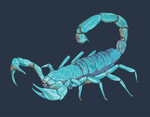 Drawing Blue scorpion,beautiful, sting, poison,art.illustration, vector