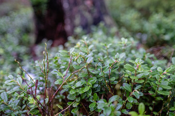 Close up of lingonberry bushes in the forest. Shallow depth of field.