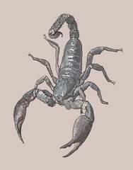 Drawing Asian forest scorpion, sting,midle, art.illustration, vector