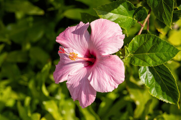 Red and Pink Hibiscus Flower with a Green Background.