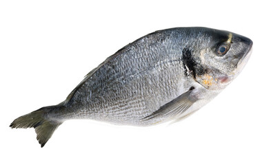 Fresh dorado fish on the kitchen table isolated