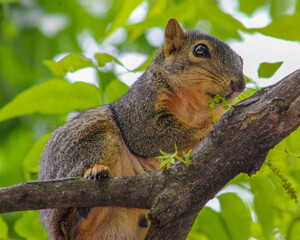 Baby squirrel eating 