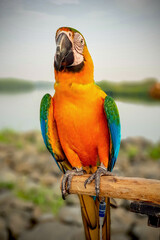 blue and yellow macaw