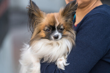 Papillon-Hund gemütlich im Arm