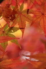 『秋色紅葉』葉　もみじ　秋