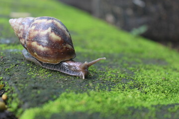 a snail crawling on the mossy ground