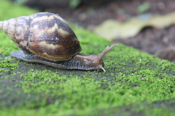a snail crawling on the mossy ground