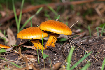 orange mushrooms growing in autumn