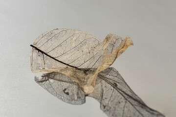 selective focus on a beautiful, detailed leaf skeleton found in nature, during decomposition of the leaf