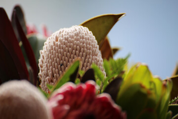 Australian native flowers for funeral with include Banksias, protea and leucodendron isolated...
