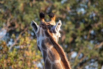 Giraffe head viewed from behind © Richard