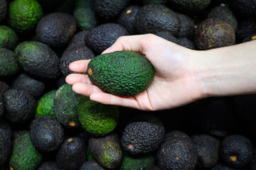 woman hand picking up ripe hass avocado fruit on avocados background in supermarket