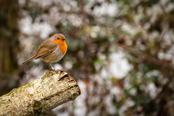 Robin Ready for Close-up
