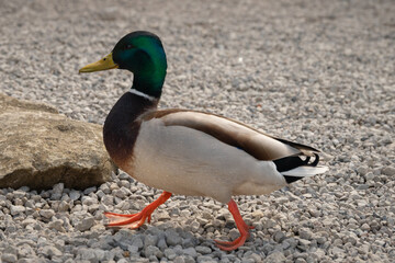 Duck Crossing at Eibsee Lake in Bavaria