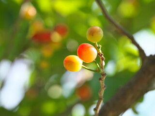 Tokyo, Japan - April 29, 2023: Young cherry fruits on a tree
