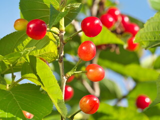 Tokyo, Japan - April 29, 2023: Young cherry fruits on a tree
