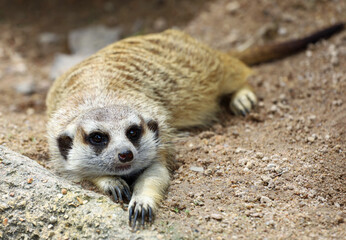 The Suricata suricatta or meerkat is sit down and rest on sand floor