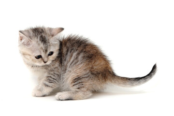 Obraz premium Fluffy purebred gray kitten on a white isolated background
