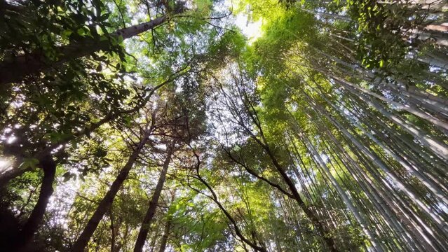 嵐山　竹林の小径