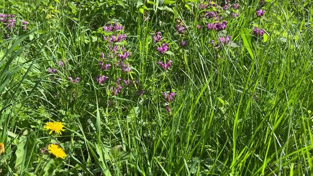 Flowers in the green meadow grass.
