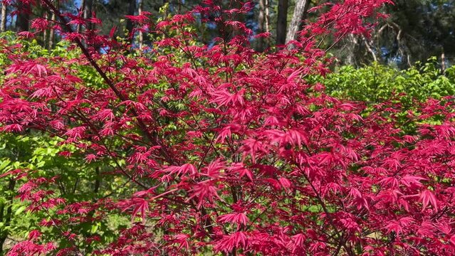 Japanese maple tree with red leaves.